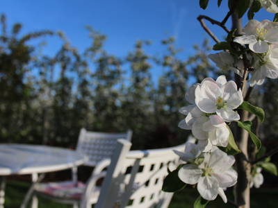 Bild 38 aus  Krösshof Rosen-Residenz