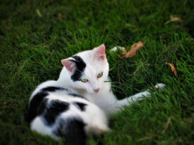 Bild 36 aus  Schweizermichelhof