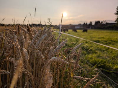 Bild 3 aus  Ferienbauernhof Gerig