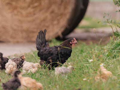 Bild 21 aus  "FEWO auf dem Lande" bei St. Peter Ording
