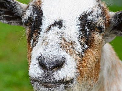 Bild 34 aus  Ferienhof Buchberger