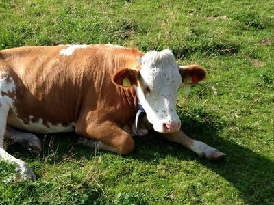 Bild 6 aus  Ferienhof Fink