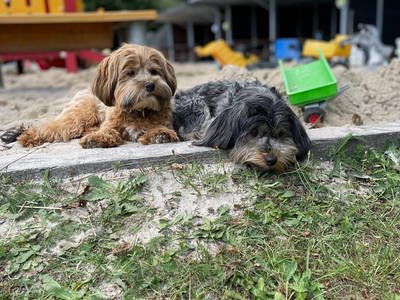 Bild 28 aus  Ponyhof Goldenstein