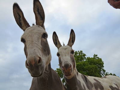 Bild 2 aus  Rouvenhof