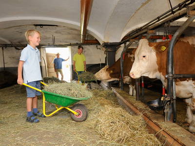 Kühe füttern fürs Stalldiplom am Daxlberger Hof
