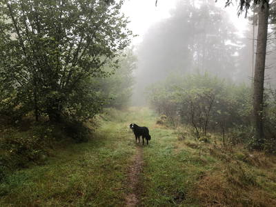 Bild 9 aus  Hof Altasilva - Rosenhof