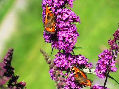 Bild 17 aus  Franzen Hof  Koch