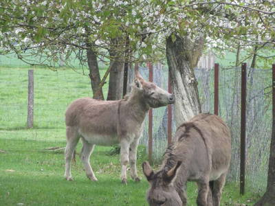 Esel Moritz und Seppl