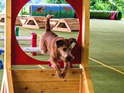 Spaß am Hundetrainingsplatz Gut Feuerschwendt