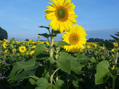 Bild 7 aus  Neulandhof-Spöring