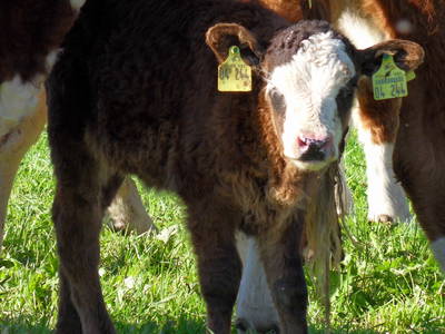 Bild 28 aus  Hubertushof Steidle