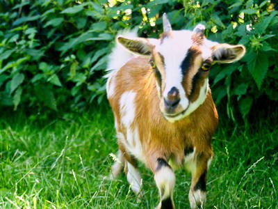 Bild 22 aus  Hubertushof, der Bilderbuchbauernhof