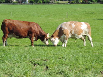 Bild 37 aus  Auf'm Reifnhof: Ihr Kreativhof am Simssee im Chiemgau