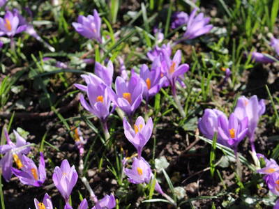 Bild 32 aus  Nordseefewo Lämmerblick