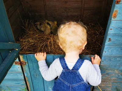 Enten-und Gänseküken sind ab Mai wieder da