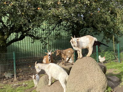 Bild 55 aus  Ferienhof Messer  Bauernhofurlaub  Ostseenähe  Ponys