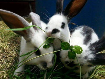 Bild 6 aus  Niederauer Hof