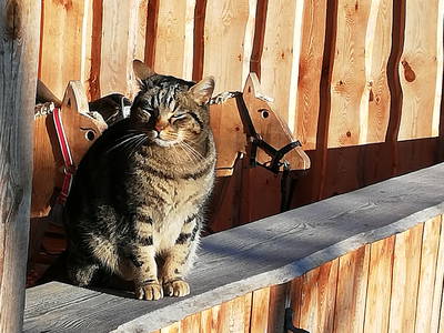 Bild 37 aus  Steigerwaldhof Krafft