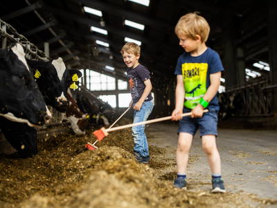 Helfen im Kuhstall in der aktiven Landwirtschaft