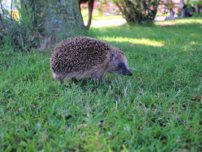 Bild 17 aus  Familie Itzenga "Hof am Turm"