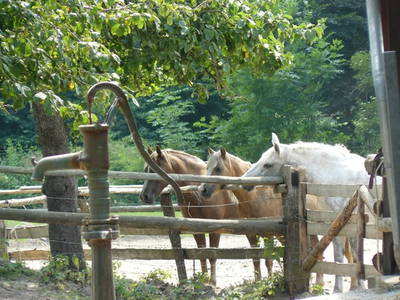 Ponys auf dem Reitplatz