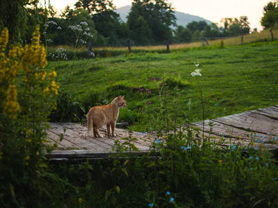 Bild 12 aus  LandSelection Märchen-Kinderbauernhof Ponyhof  -  Weidelshof                    Kassel-Edersee-Berge