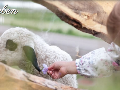 Bild 20 aus  Weidacherhof