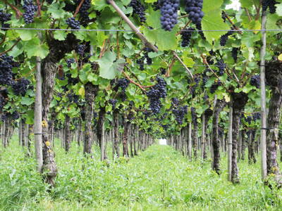 Bild 9 aus  Ferienhof Mecking