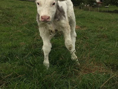 Bild 10 aus  Ferienhof Theede- Urlaub in Ostseenähe