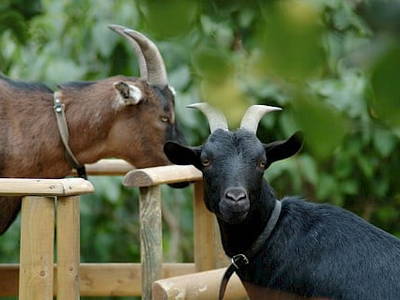 Bild 25 aus  Mayerhof- der Ferienbauernhof mit dem Pool, den Pferden u. d. tollen Spielplatz