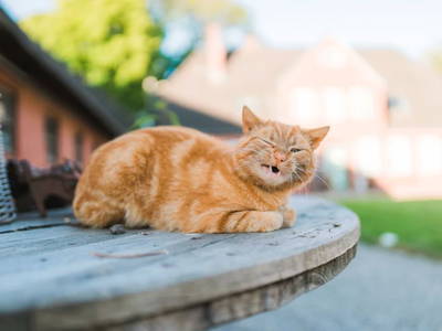 Bild 10 aus  Ferienhof Groth/ Hof Herzleuchten