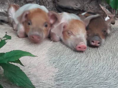 Bild 7 aus  Weiglhof