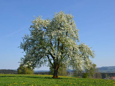 Bild 7 aus  Bengelhof