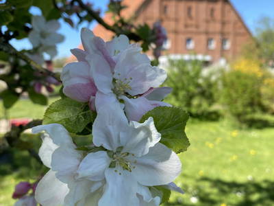 Bild 53 aus  Hof Schlünzen