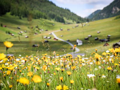 Bild 15 aus  Hotel Kreuz