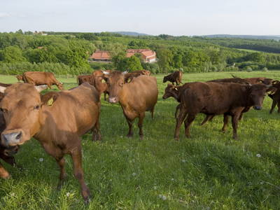 Rinder auf dem Gut Herbigshagen