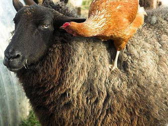 Bild 11 aus  Nutztier-Arche Hof Steindamm