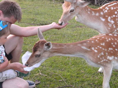 Bild 2 aus  Ferienhäuser Zur Schäferei