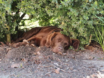 Nelly,  12 Jahre lang unsere geliebte Begleiterin !