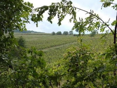 Bild 30 aus  Weingut Butzbach