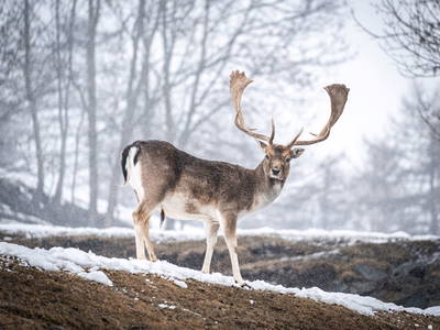 Bild 37 aus  Maraias Luxury Suites & Apartments