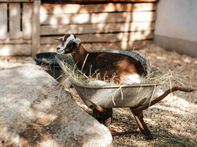 Bild 14 aus  Wendelinshof