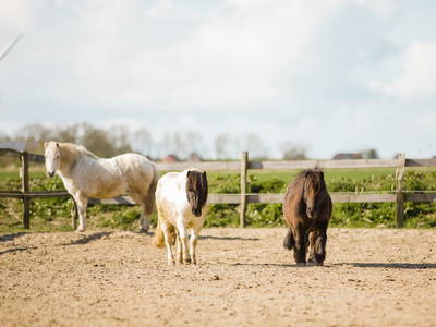 Bild 8 aus  Ferienhof Deichkind