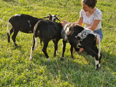 Bild 11 aus  Bergbauernhof Aichele