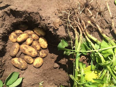 Bild 42 aus  Ferienhof Stegen