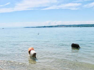 Bild 9 aus  Landhaus Bodensee