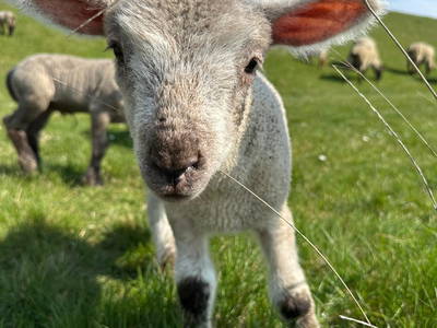 Bild 8 aus  Ferienhof Presener Deichkrone