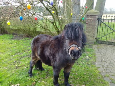 Bild 14 aus  Ferienhof Haselheide