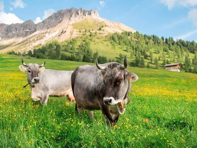 Bild 19 aus  Lippmöshof Apartments