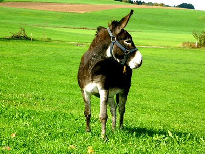 Bild 7 aus Ferienhof Sauter